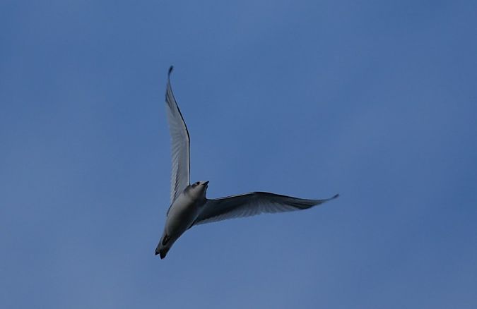 Mouette de Sabine  - Rafał Walczybok