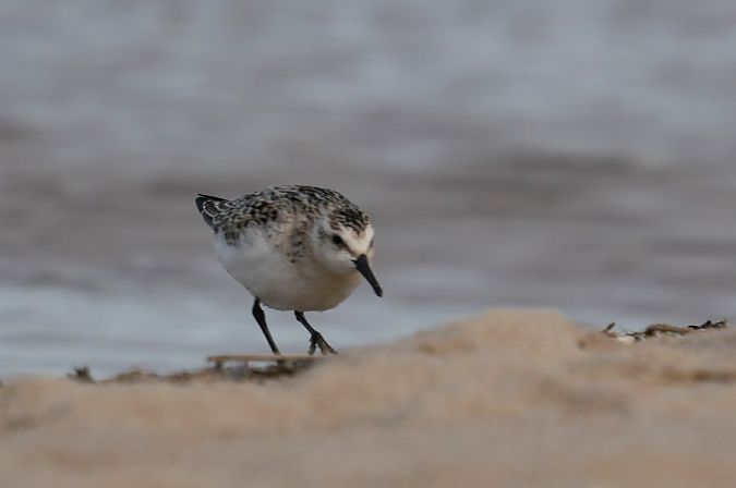 Bécasseau sanderling  - Rafał Walczybok