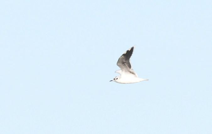 Mouette pygmée  - Rafał Walczybok