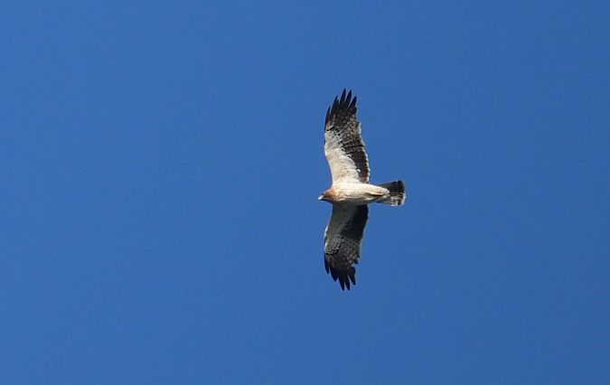 Aigle botté  - Rafał Walczybok