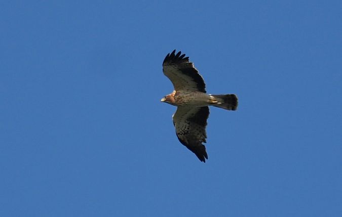 Aigle botté  - Rafał Walczybok