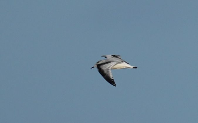 Mouette pygmée  - Rafał Walczybok