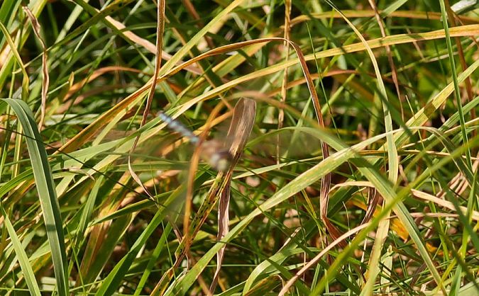 żagnica jesienna  - Rafał Walczybok