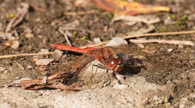 szablak zwyczajny  - Rafał Walczybok