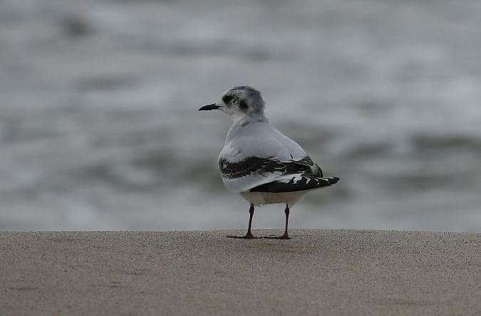 Mouette pygmée  - Rafał Walczybok