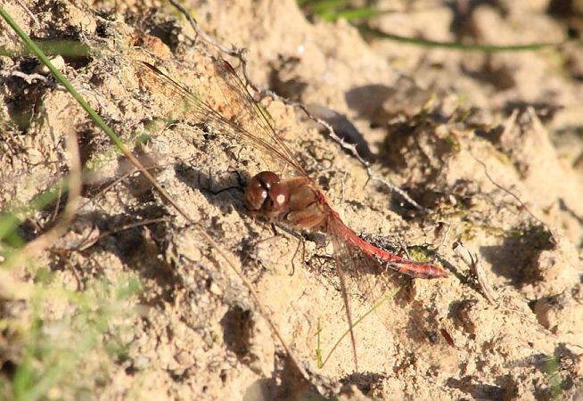 szablak późny  - Rafał Walczybok