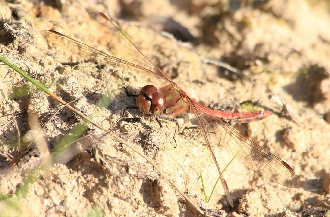 Sympétrum strié  - Rafał Walczybok