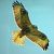 Adlerbussard 