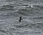 Skua  - Marian Giertych