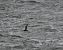 Skua  - Marian Giertych
