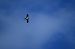 Booted Eagle  - Marian Giertych