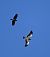 Booted Eagle  - Marian Giertych