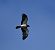 Booted Eagle  - Marian Giertych
