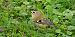 Goldcrest 