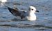 Mediterranean Gull 