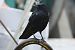 Carrion Crow  - Piotr Janowicz