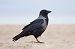Hybrid Carrion x Hooded Crow  - Adam Raciborski