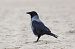 Hybrid Carrion x Hooded Crow  - Adam Raciborski