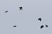 Sociable Lapwing  - Krzysztof Czajowski