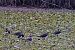 Sociable Lapwing  - Krzysztof Czajowski