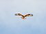 Long-legged Buzzard  - Krystyna Kowalska