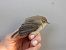 pierwiosnek (syberyjsk, ssp. tristis)  - Daniel Boruchalski