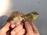 pierwiosnek (syberyjsk, ssp. tristis)  - Daniel Boruchalski