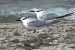 Sandwich Tern  - Justyna Krawczyk