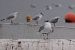 Mouette rieuse  - Krzysztof Lis