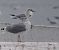 Mouette rieuse  - Krzysztof Lis
