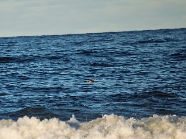 szlachar  - Magdalena Niedziałek