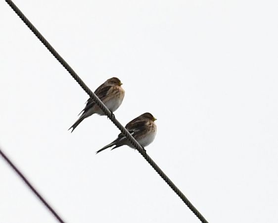 Berghänfling  - Bogusław Popiołek