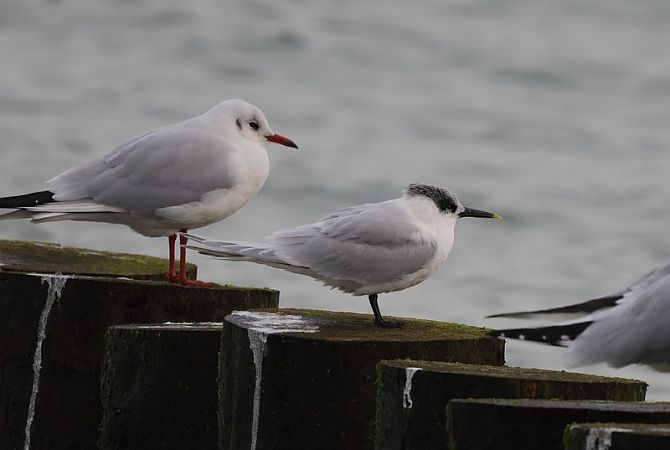 rybitwa czubata  - Sławomir Mielczarek