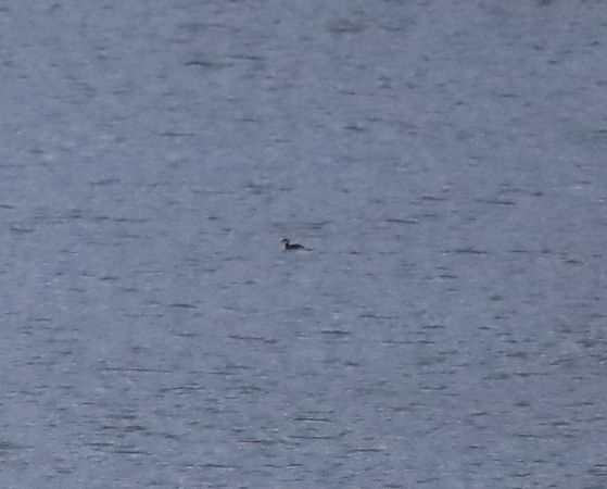 perkoz rogaty  - Sławomir Mielczarek