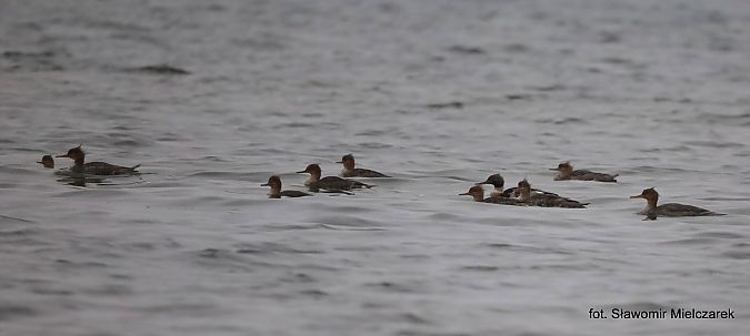 szlachar  - Sławomir Mielczarek