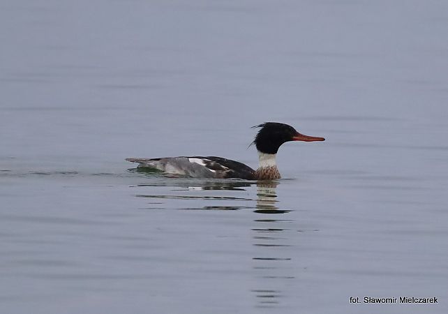 szlachar  - Sławomir Mielczarek