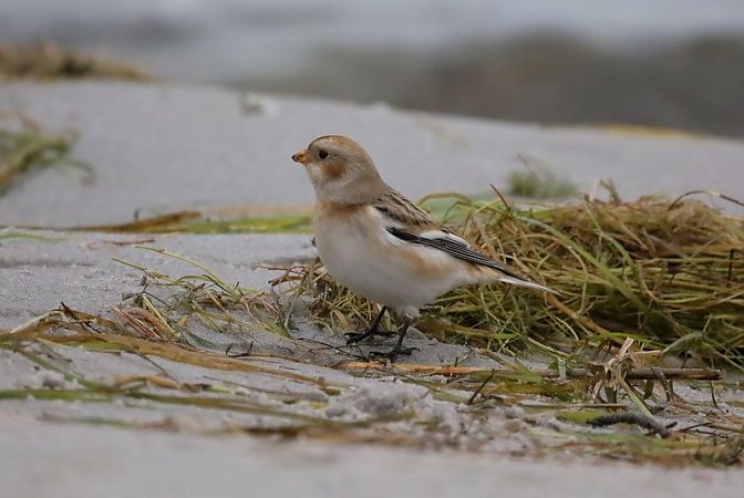 śnieguła  - Sławomir Mielczarek