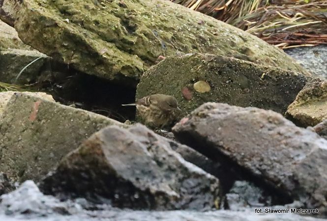 świergotek nadmorski  - Sławomir Mielczarek