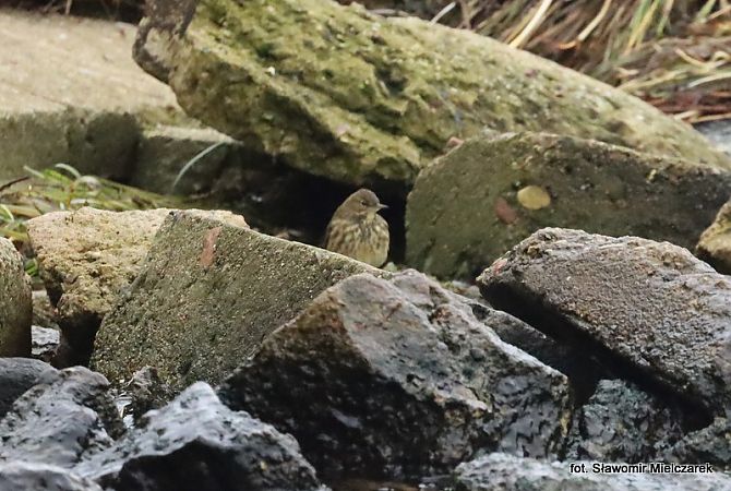 świergotek nadmorski  - Sławomir Mielczarek