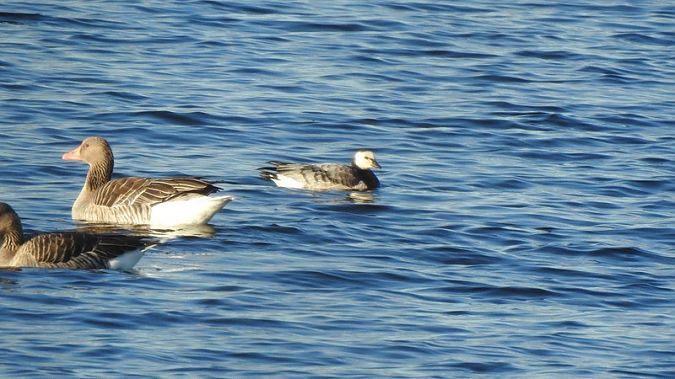 bernikla białolica  - Sławomir Mielczarek