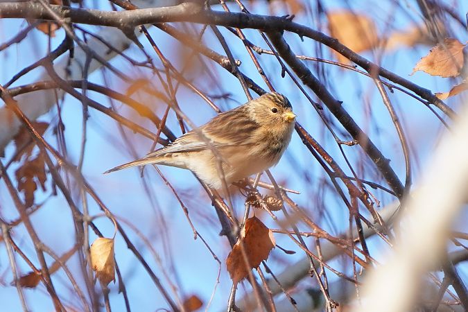 rzepołuch  - Paweł Maciszkiewicz
