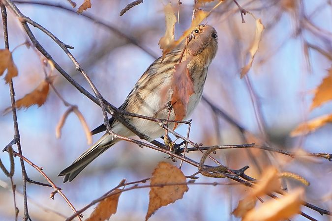 rzepołuch  - Paweł Maciszkiewicz