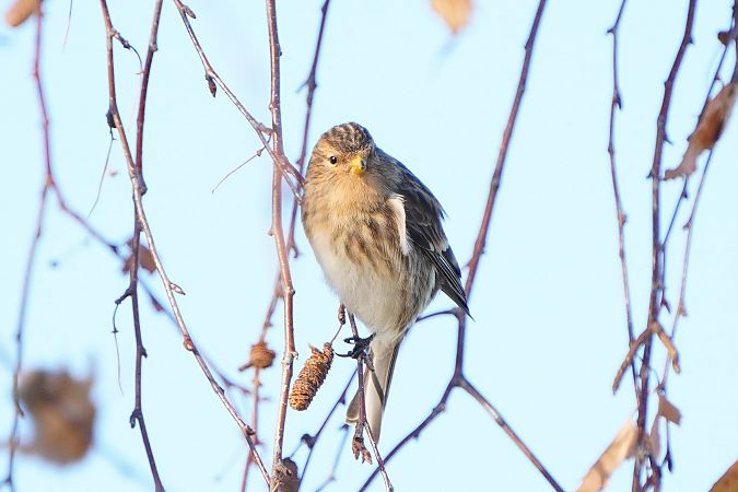 rzepołuch  - Paweł Maciszkiewicz