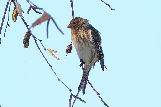rzepołuch  - Paweł Maciszkiewicz