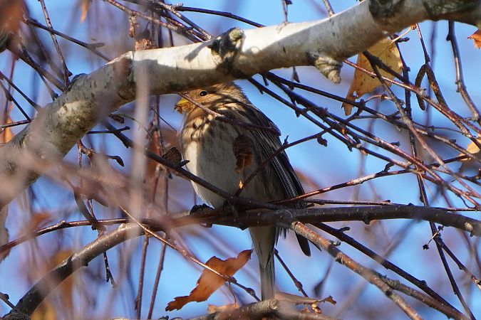 rzepołuch  - Paweł Maciszkiewicz