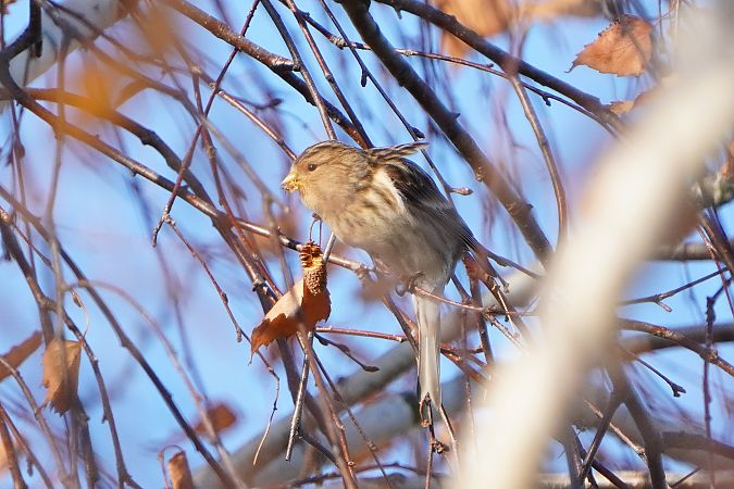 rzepołuch  - Paweł Maciszkiewicz