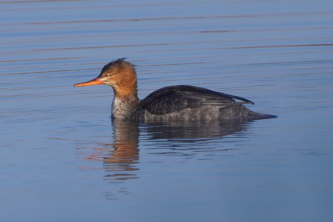szlachar  - Paweł Maciszkiewicz