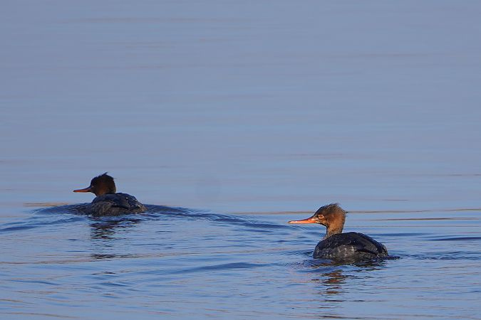 szlachar  - Paweł Maciszkiewicz