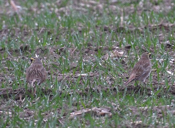 górniczek  - Wójcik Jarosław