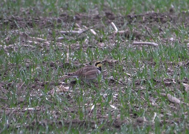 górniczek  - Wójcik Jarosław
